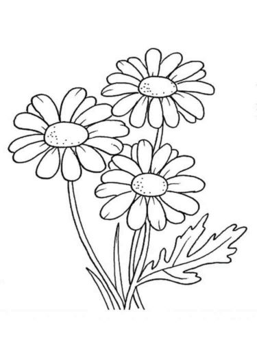 Daisy Flower