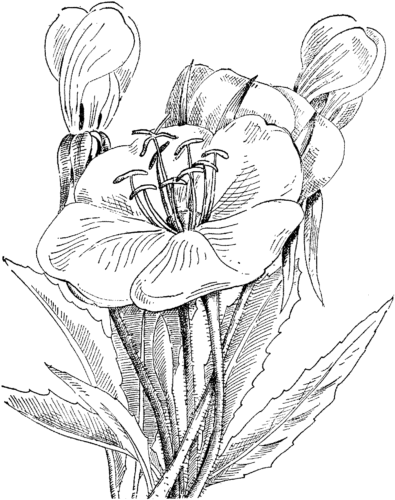 11 Primrose flowers coloring pages