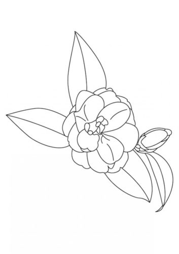 15 Camellia flowers coloring pages