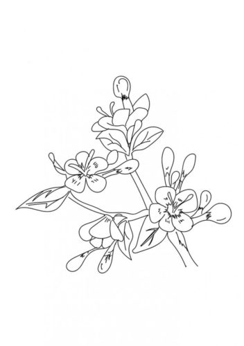 17 Cherry Blossom flowers coloring pages
