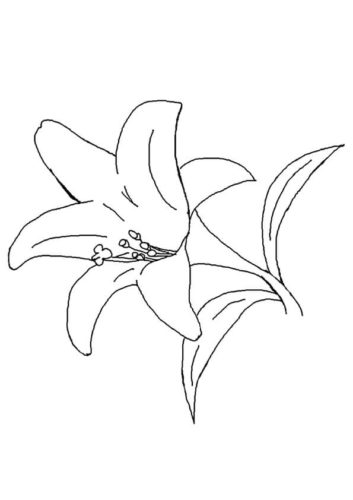 29 Lily flowers coloring pages
