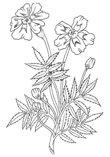 31 Marigold flowers coloring pages