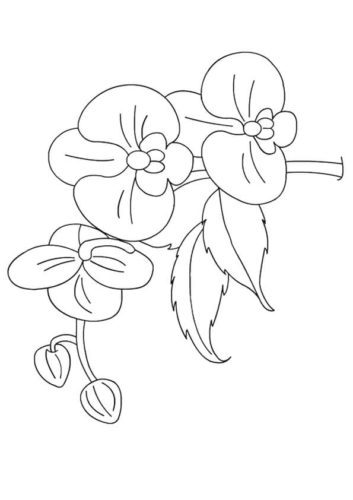 32 Orchids flowers coloring pages