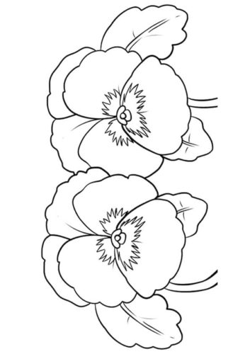 33 Pansy flowers coloring pages