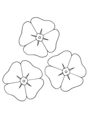 34 Poppy flowers coloring pages
