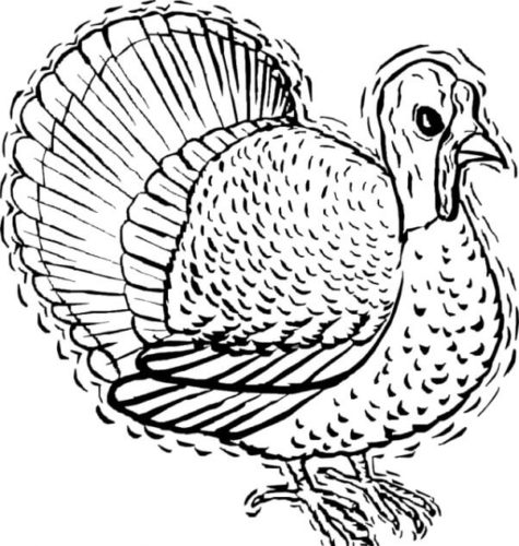 35 Mister Turkey Thanksgiving coloring page