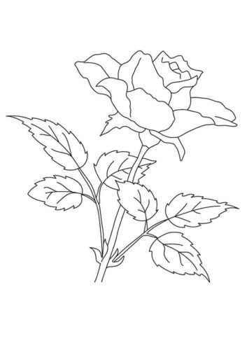 35 Rose flowers coloring pages