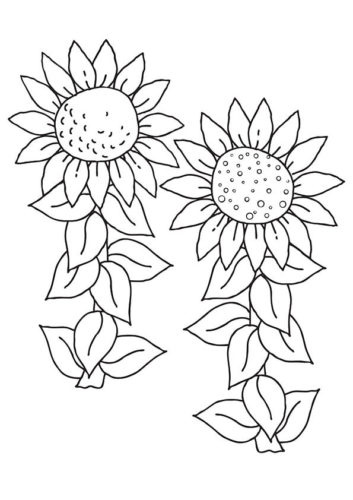36 Sunflower flowers coloring pages