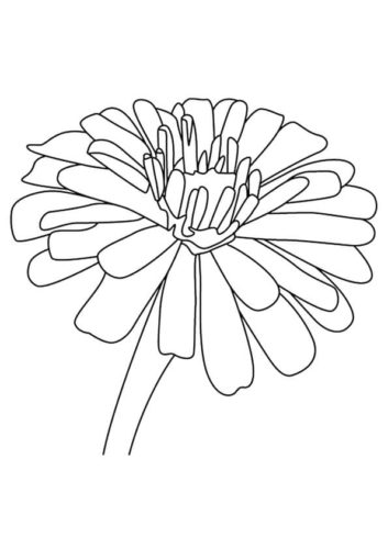 38 Zinnia flowers coloring pages