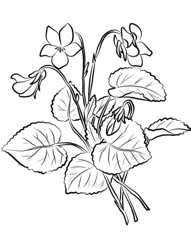 39 Violet flowers coloring pages
