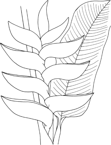 7 Heliconia flowers coloring pages