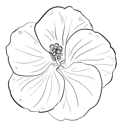 8 Hibiscus flowers coloring pages