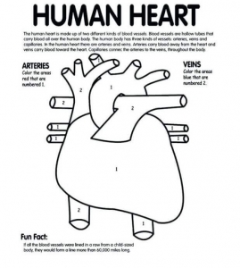 Human Heart Coloring Pages