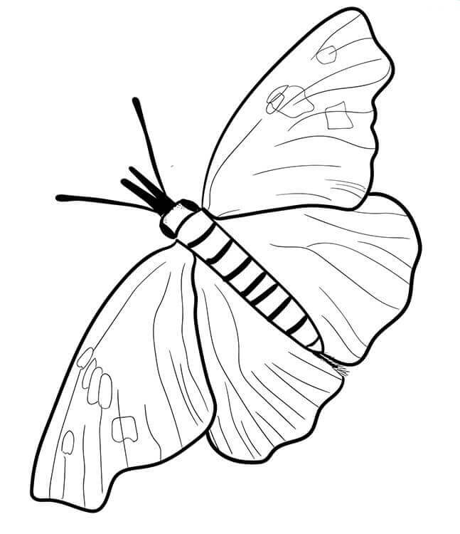 40 free printable butterfly coloring pages