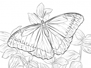 Morpho Peleides Butterfly Coloring Page