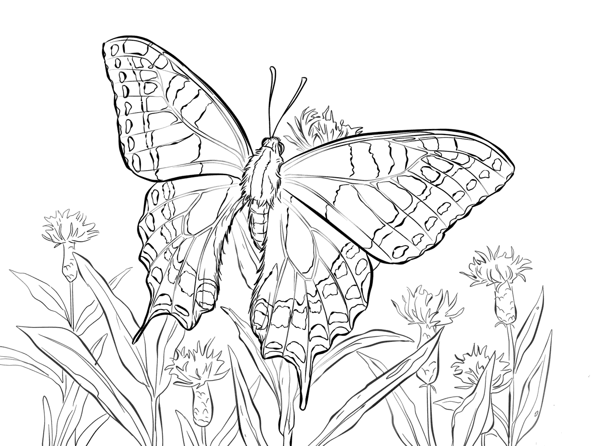 Free Printable Butterfly Coloring Pages