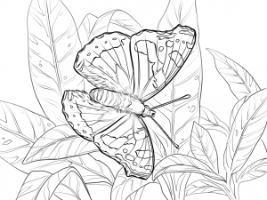 Red Admiral Butterfly Coloring Page