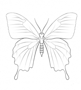 Ulysses butterfly Coloring Page