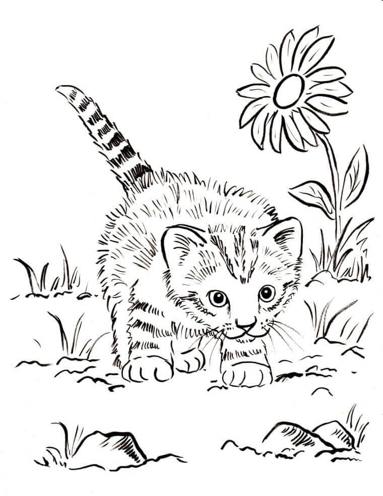 Cute Kitten Coloring Pages Free Printable - FREE PRINTABLE TEMPLATES