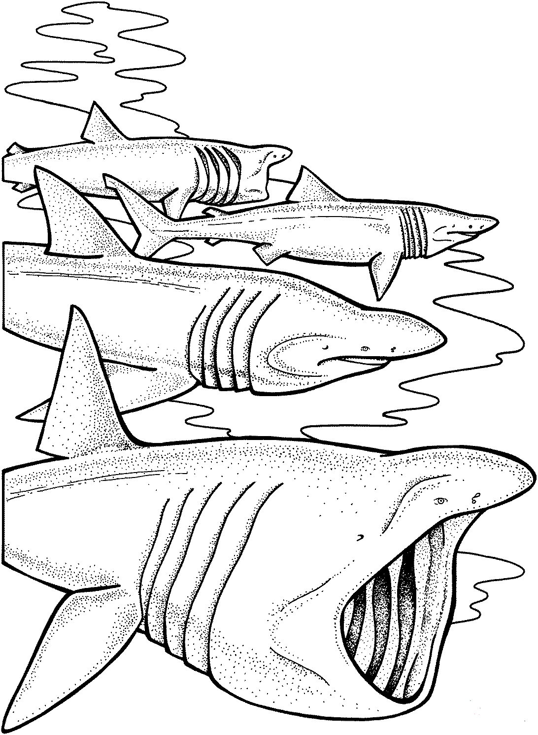Shark Printable Coloring Pages Printable Blank World
