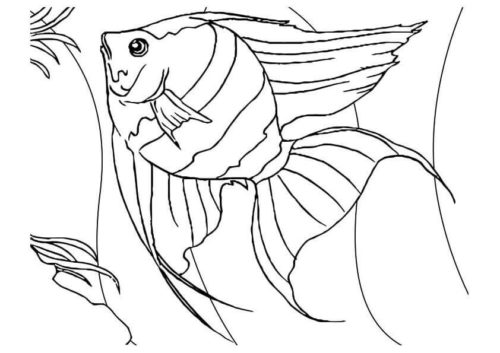 35 free fish coloring pages printable