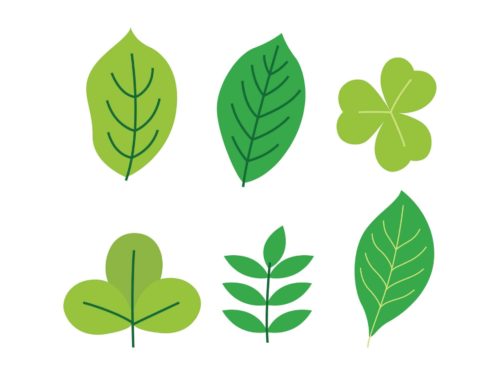 Leaf coloring pages for kids
